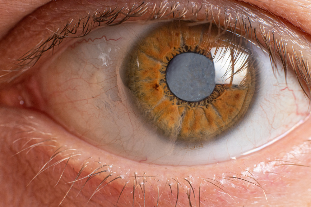 microbiota oculare